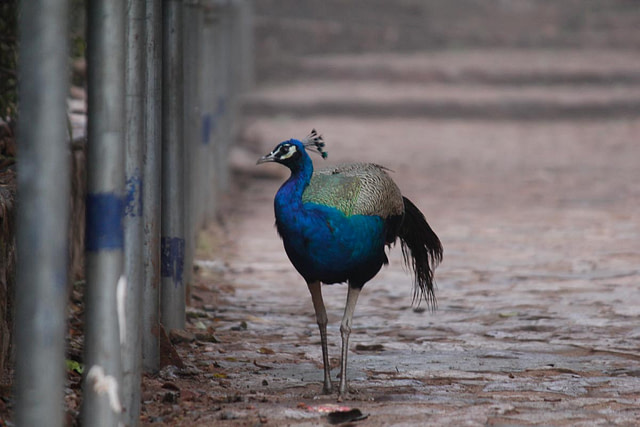 Ranthambhore fort is home to many peacocks- The national bird of India